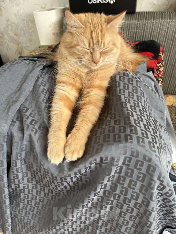 Кошки в Санкт-Петербурге: ищу доброго хозяина доброй кошке Девочка, Бесплатно - фото 6