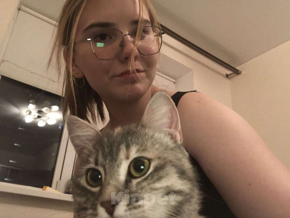 Кошки в Ставрополе: Отдам кошечку в добрые руки Девочка, Бесплатно - фото 2