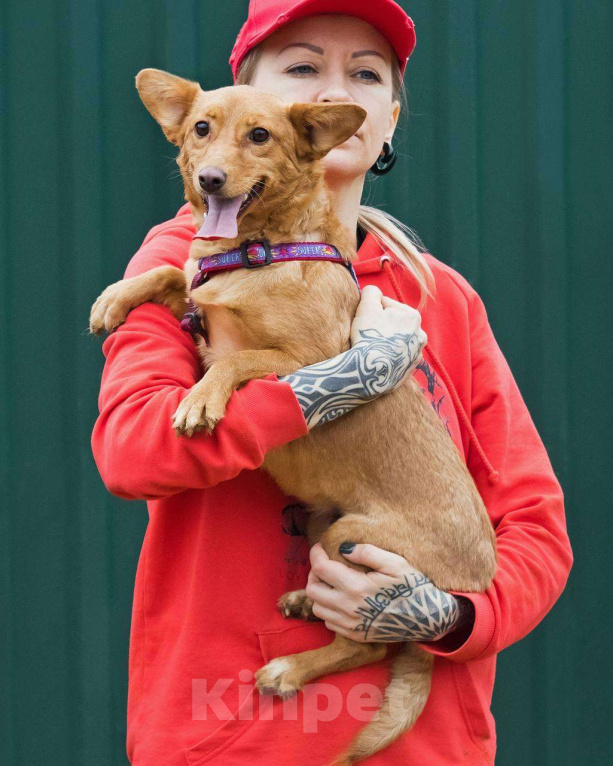 Собаки в других городах Московской области: Малышка Зизи ищет семью Девочка, Бесплатно - фото 8