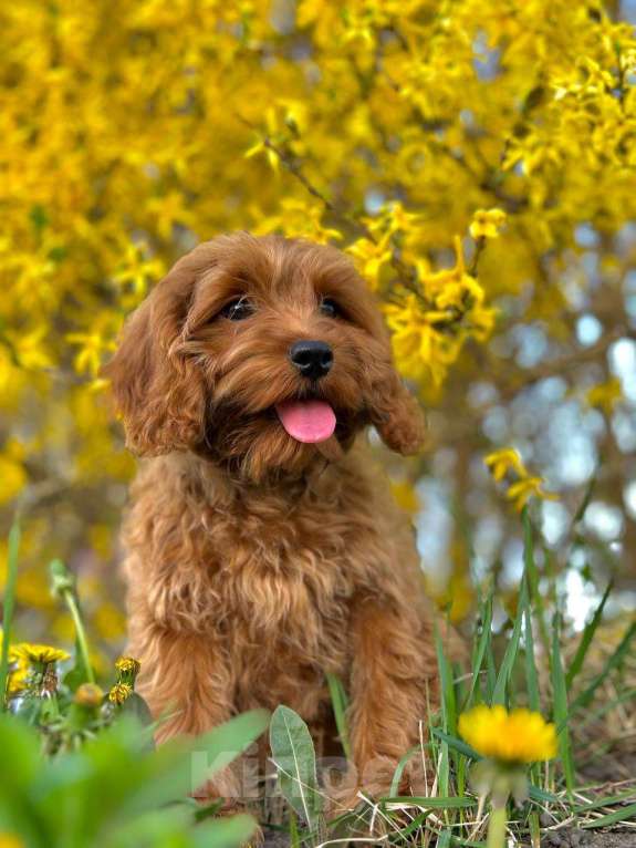 Собаки в Калининграде: Кокапу девочка  Девочка, 95 000 руб. - фото 9