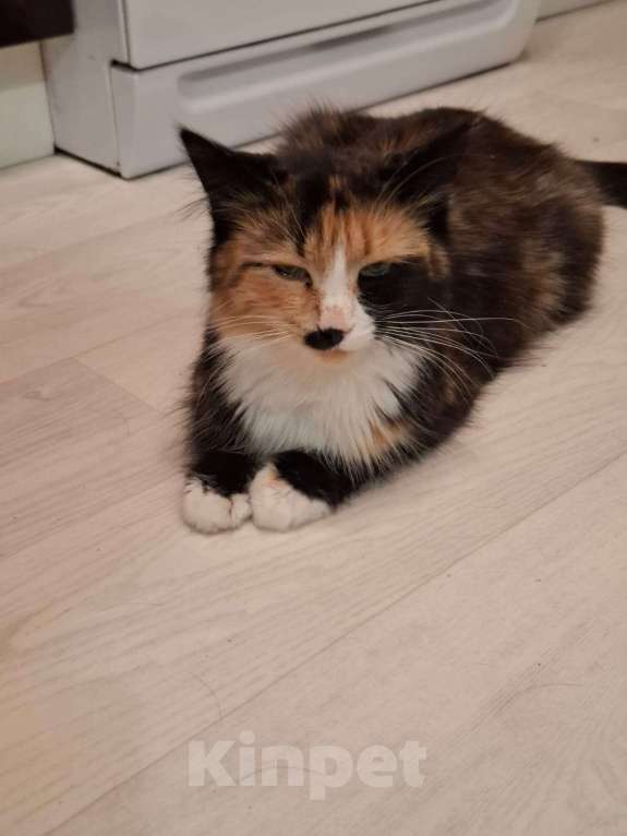 Кошки в Самаре: Пеструшка ищет свой дом Девочка, Бесплатно - фото 1