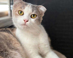 Кошки в Москве: Породистой кошечке грозит улица! Срочный поиск дома! Девочка, Бесплатно - фото 3