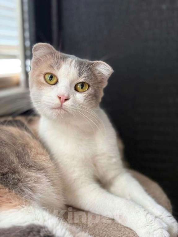 Кошки в Москве: Породистой кошечке грозит улица! Срочный поиск дома! Девочка, Бесплатно - фото 3