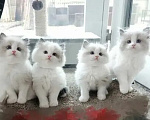 Кошки в Казани: Рэгдольчики Девочка, 68 000 руб. - фото 1