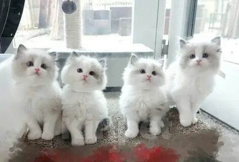 Кошки в Казани: Рэгдольчики Девочка, 68 000 руб. - фото 1