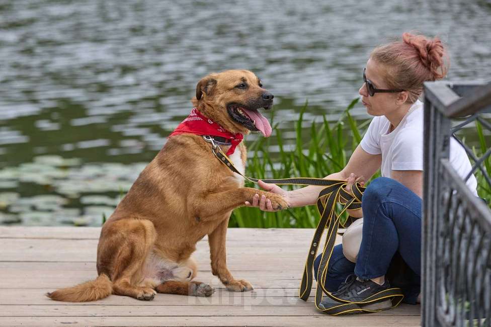 Собаки в других городах Московской области: Тайф - большой ребёнок  Мальчик, 1 руб. - фото 2