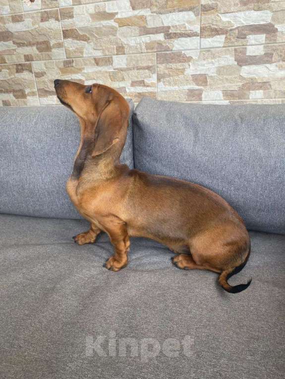 Собаки в Москве: Макиато Меренга красивая активная девочка от рабочей мамы Девочка, 40 000 руб. - фото 6