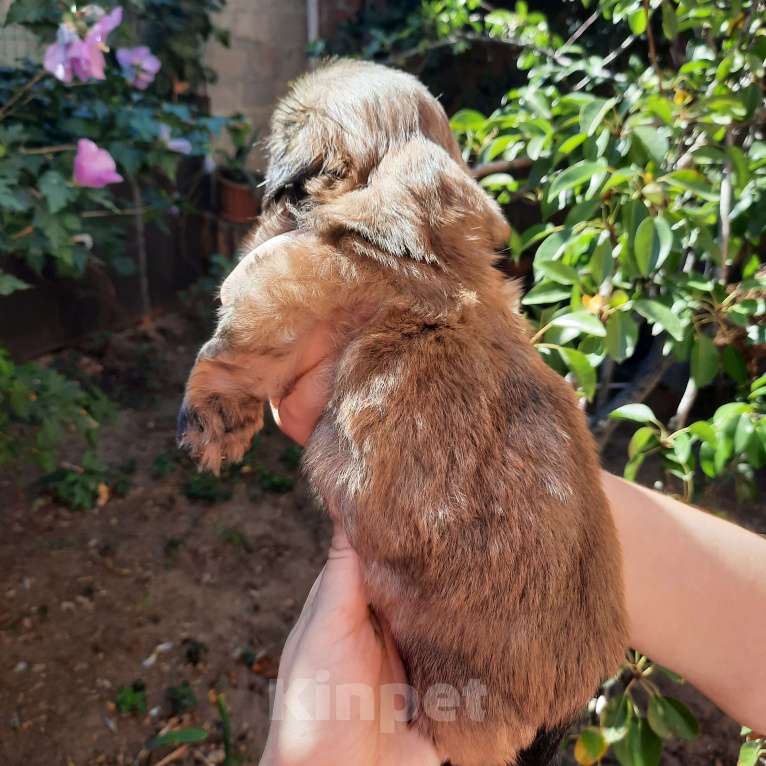Собаки в Москве: Щенок ши-тцу мальчик Мальчик, 40 000 руб. - фото 2