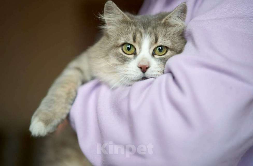 Кошки в Балашихе: красивая кошечка ищет дом Девочка, Бесплатно - фото 1