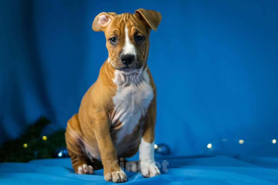 Собаки в Красногорске: Девочки Девочка, 50 000 руб. - фото 2