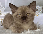 Кошки в Москве: Бурманский котёнок в шоколадном окрасе  Мальчик, 80 000 руб. - фото 2