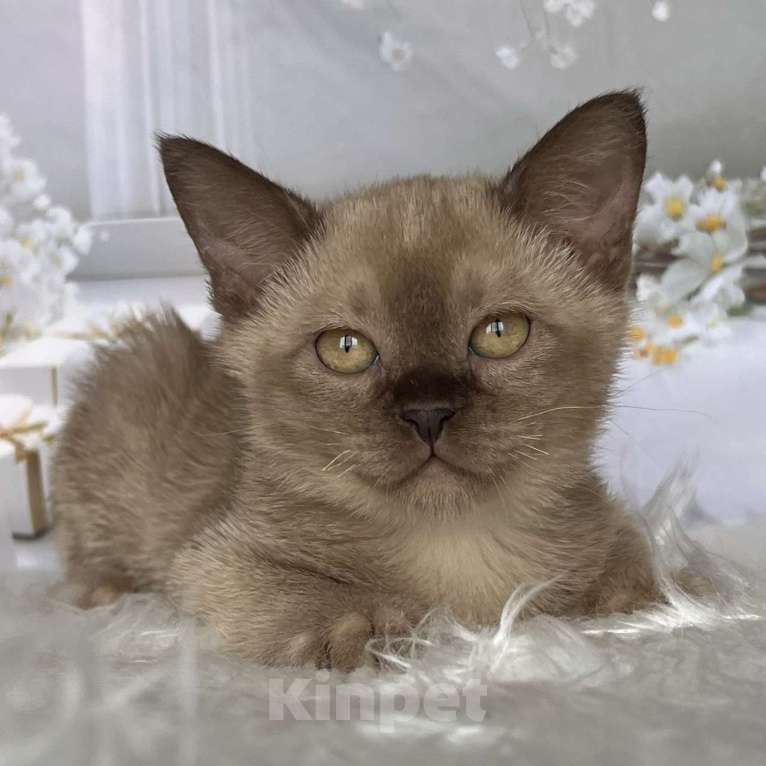 Кошки в Москве: Бурманский котёнок в шоколадном окрасе  Мальчик, 80 000 руб. - фото 2