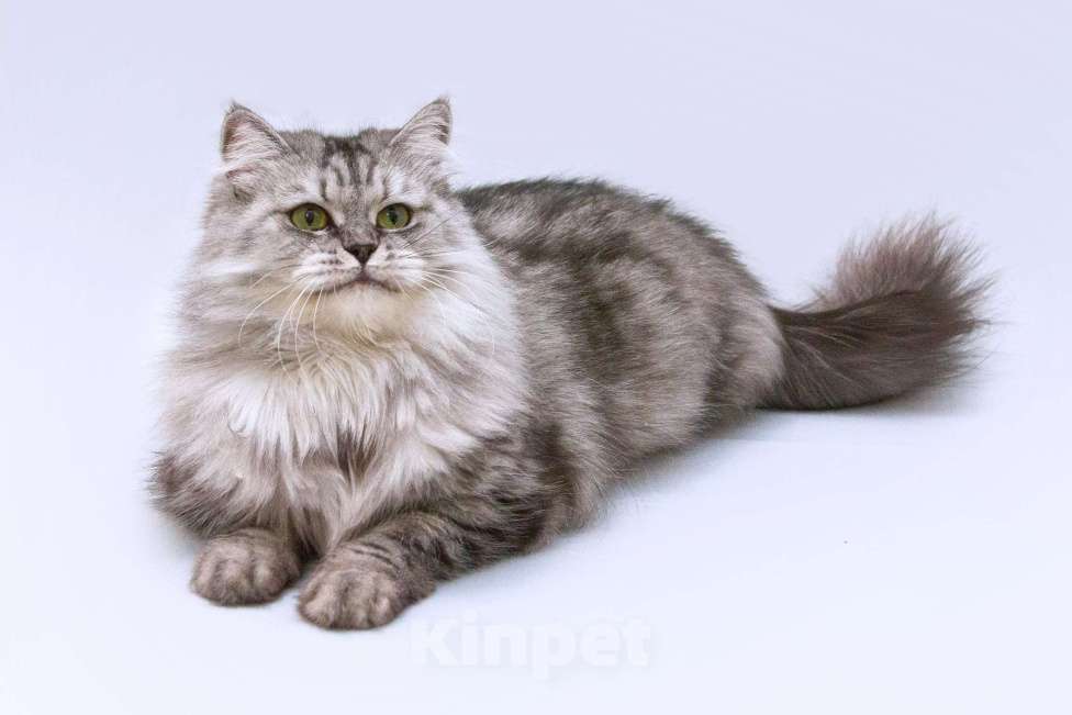 Кошки в Москве: Яркая красавица кошка Мисо в добрые руки Девочка, 1 руб. - фото 2