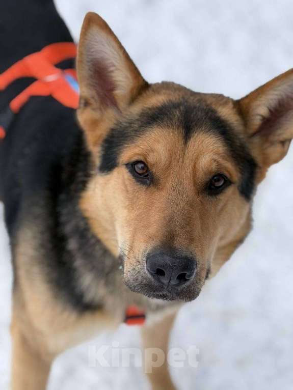 Собаки в Москве: Спасенный Балу- в добрые руки Мальчик, Бесплатно - фото 1