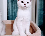 Кошки в Миассе: Голубоглазка Девочка, 25 000 руб. - фото 1