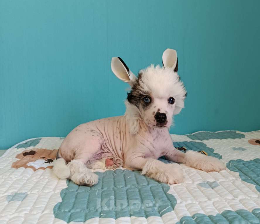 Собаки в Волгограде: Голубоглазый блондин Мальчик, Бесплатно - фото 3