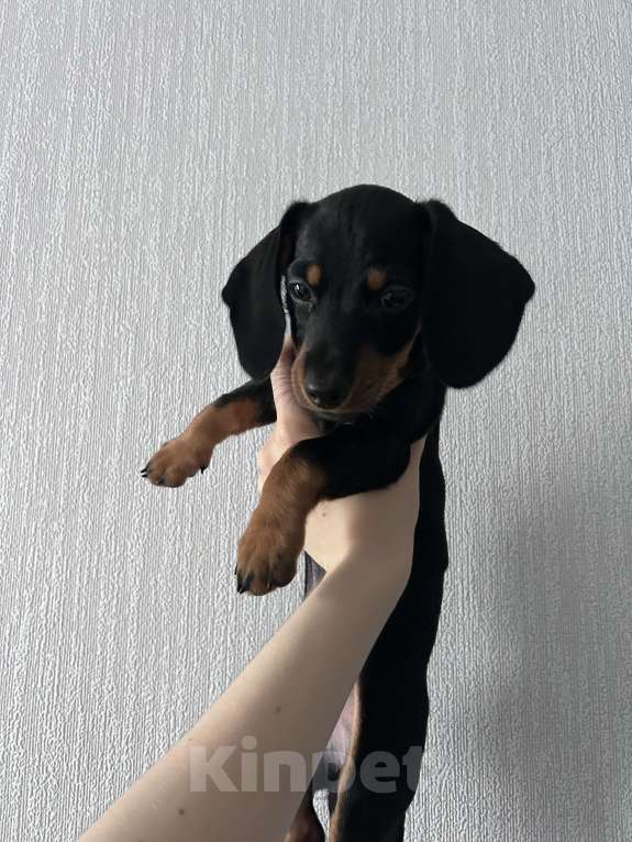 Собаки в Челябинске: Такса Девочка, 18 000 руб. - фото 1