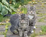 Кошки в других городах Московской области: Ласковых котят в любящую семью   Мальчик, Бесплатно - фото 1