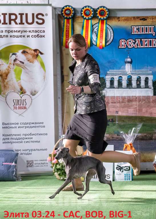 Собаки в Великом Новгороде: Щенок левретки Мальчик, 70 000 руб. - фото 1