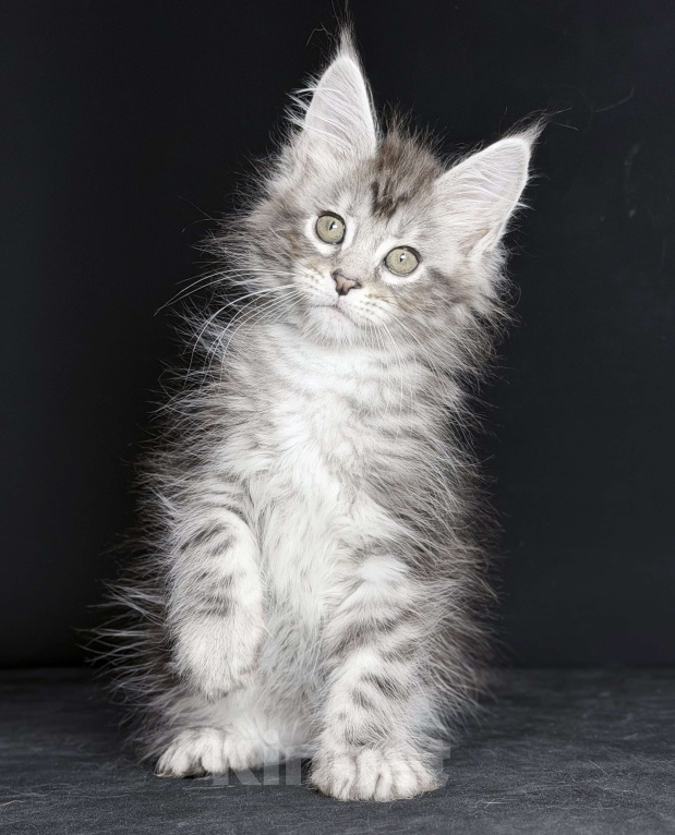 Кошки в других городах Московской области: Любознательная красотка Девочка, 30 000 руб. - фото 3