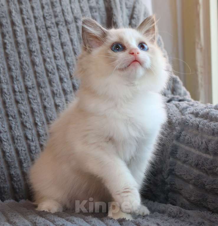 Кошки в Санкт-Петербурге: Рэгдолл котенок 3 месяца с документами питомник Девочка, 45 000 руб. - фото 3