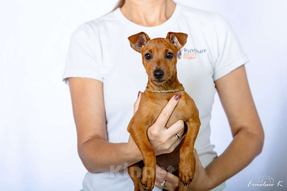 Собаки в Подольске: Цвергпинчер Отта Ультр Девочка, 50 000 руб. - фото 2