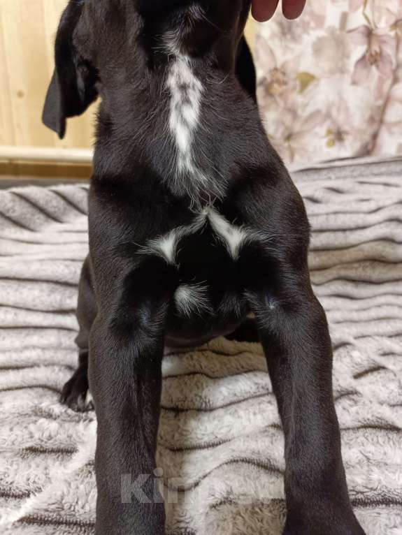 Собаки в других городах Забайкальского края: щенок Кане-корсо  Девочка, 20 000 руб. - фото 3