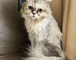 Кошки в Москве: Роскошная светло-серебристая кошечка Бавария ищет дом. Мальчик, Бесплатно - фото 3