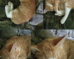 Кошки в Рязани: Рыже- белый альфа котик, 10 руб. - фото 3