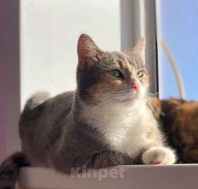 Кошки в Москве: Молодая кошечка Мася ищет дом. Девочка, Бесплатно - фото 9