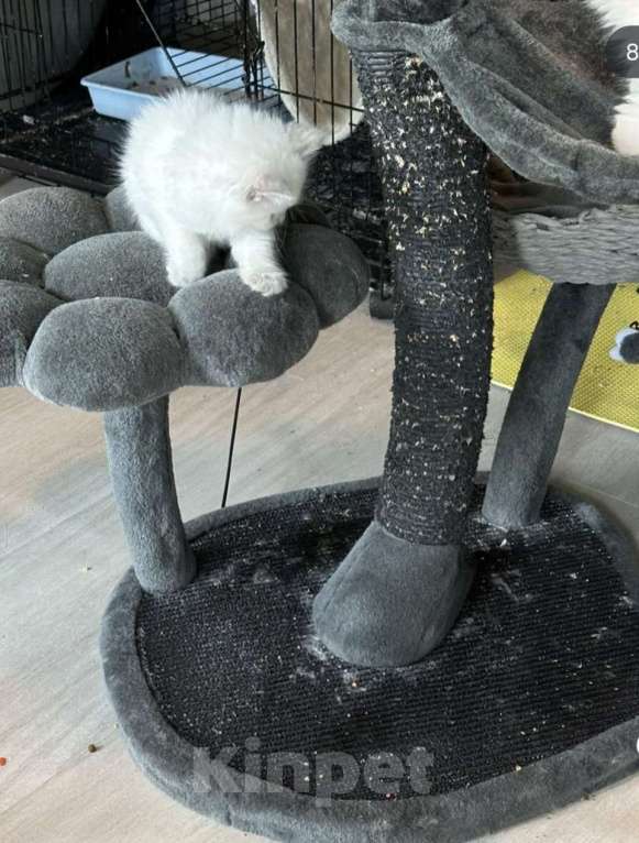 Кошки в Москве: Малышки Рэгдолл Девочка, 35 000 руб. - фото 6