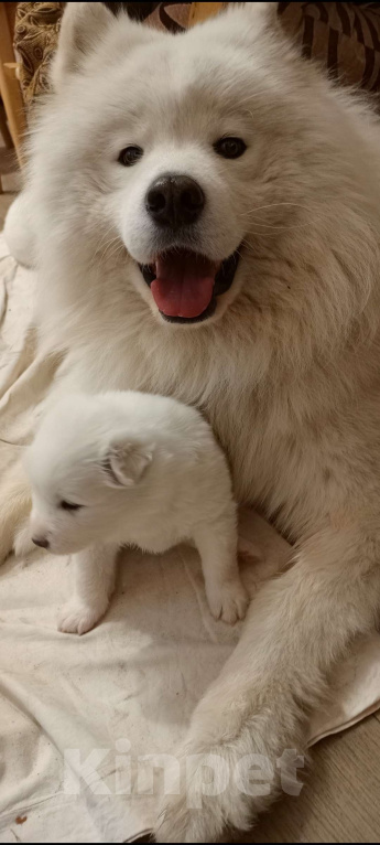 Собаки в Мосальске: Мишутки самоедики Девочка, 25 000 руб. - фото 3