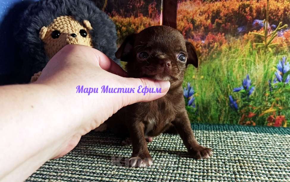 Собаки в Санкт-Петербурге: Ефим короткошерстный мини чихуахуа Мальчик, 80 000 руб. - фото 3