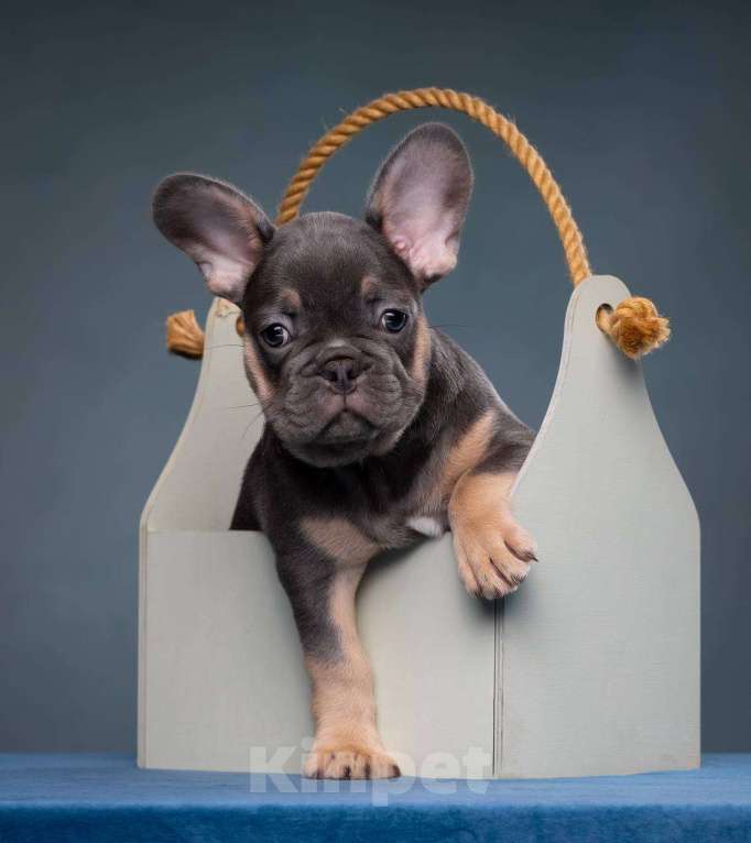 Собаки в Санкт-Петербурге: Французский круасанчик  Девочка, 80 000 руб. - фото 2