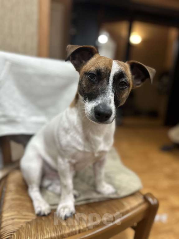 Собаки в Копейске: Джек Рассел  Мальчик, Бесплатно - фото 1