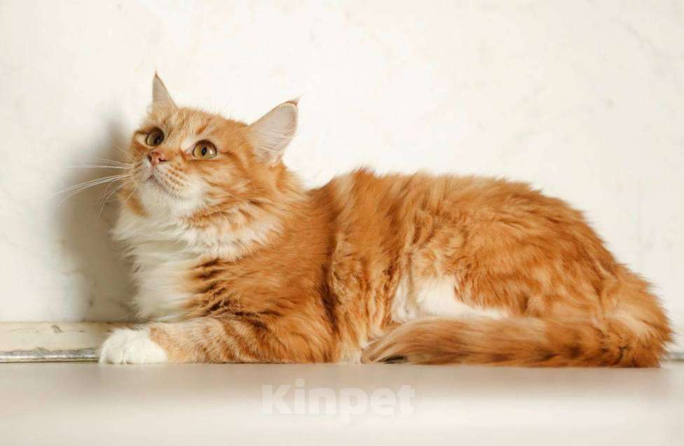 Кошки в Москве: Кошка Злата ищет дом! Девочка, Бесплатно - фото 7