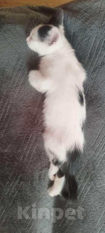 Кошки в Новосибирске: Потерялся питомец мальчик  Мальчик, 1 000 руб. - фото 4