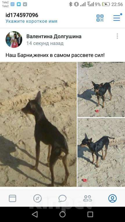 Собаки в Вологде: Той мини,вязка, 2 000 руб. - фото 1
