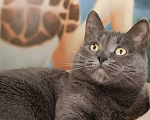 Кошки в Москве: Дымка - кошечка с изюминкой Девочка, Бесплатно - фото 2