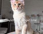 Кошки в Наро-Фоминске: Casper. Male . MCO d born June 14.2025 Мальчик, 120 000 руб. - фото 2