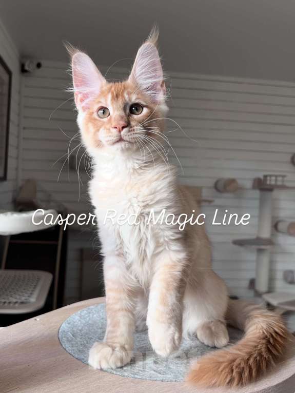 Кошки в Наро-Фоминске: Casper. Male . MCO d born June 14.2025 Мальчик, 80 000 руб. - фото 2