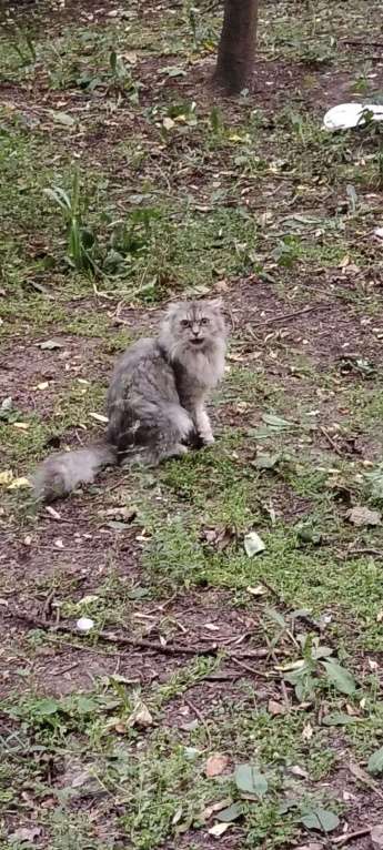 Кошки в Москве: найден кот/кошка Мальчик, Бесплатно - фото 2