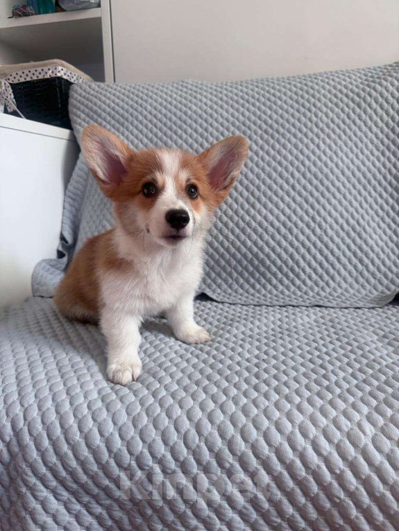 Собаки в Батайске: Вельш корги пемброк  Мальчик, 40 000 руб. - фото 5