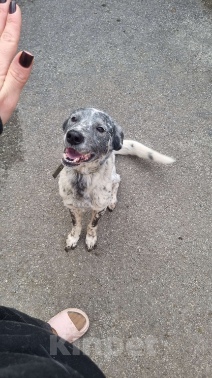 Собаки в Ростове-на-Дону: Отдам добрые руки Мальчик, Бесплатно - фото 2