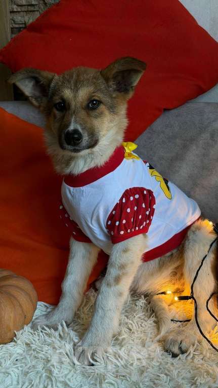 Собаки в Санкт-Петербурге: Щенок Мила Девочка, Бесплатно - фото 6