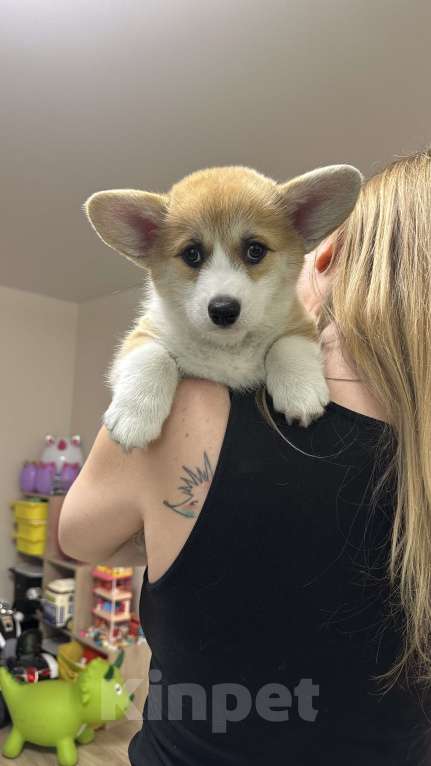 Собаки в Смоленске: Девочка вельш корги пемброк Девочка, 75 000 руб. - фото 2