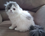 Кошки в Ярославле: Шотландская вислоухая длинношерстная девочка Девочка, 50 000 руб. - фото 2