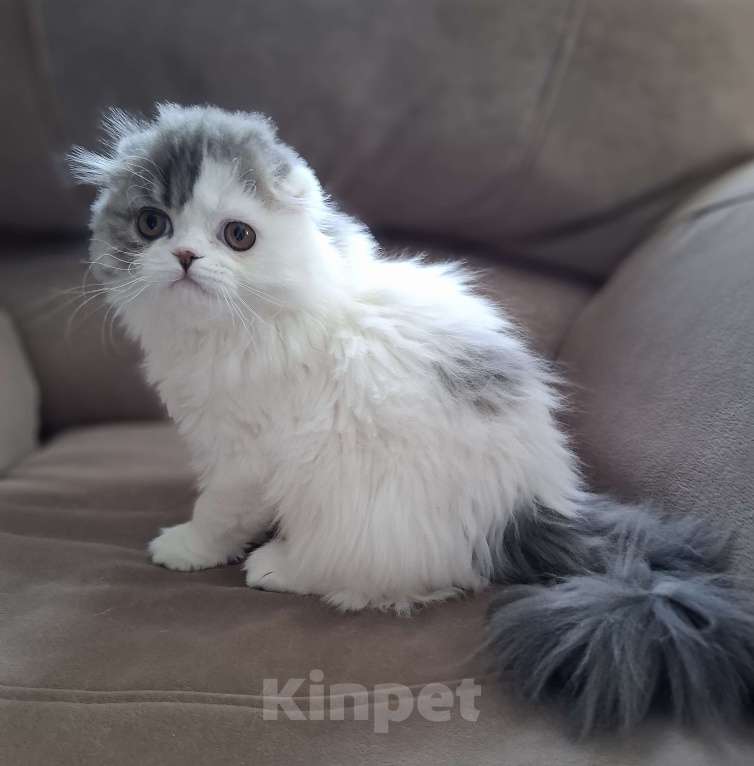 Кошки в Ярославле: Шотландская вислоухая длинношерстная девочка Девочка, 50 000 руб. - фото 2