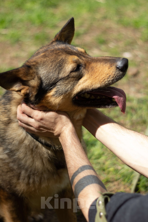 Собаки в Москве: Маркиз Мальчик, Бесплатно - фото 3