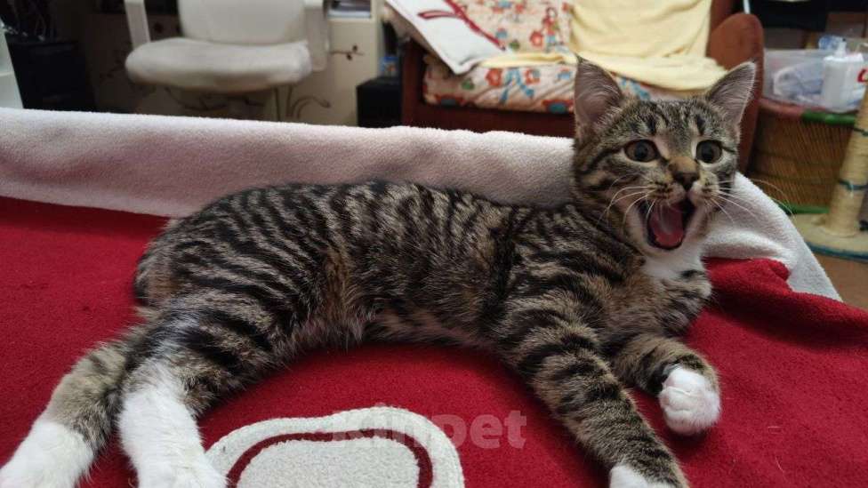 Кошки в Москве: Новогодний сюрприз, девочка, примерно 5 месяцев Девочка, Бесплатно - фото 9